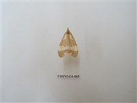 藏品(直蝶燈蛾)的圖片